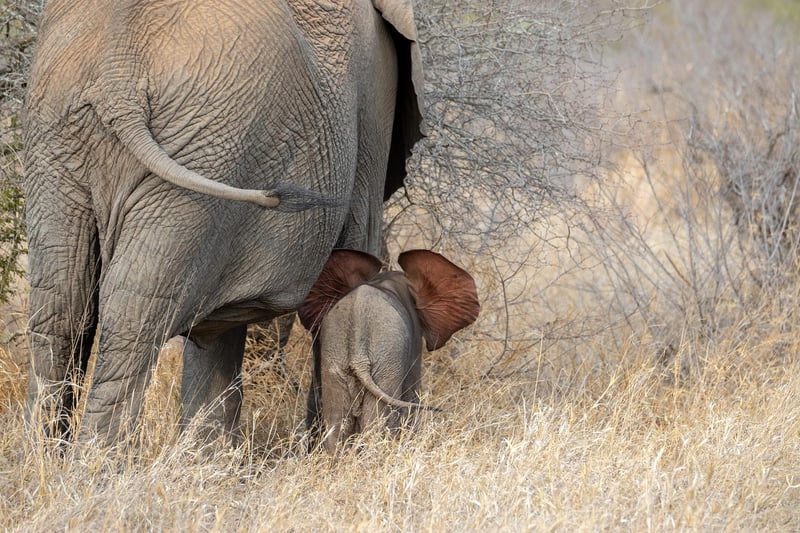 Elephant Africa African Animals
